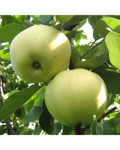 Яблуня домашня ‘Антонівка’|Malus domestica ‘Antonivka’|Яблоня домашняя ‘Антоновка’