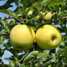 Яблуня домашня ‘Антонівка’|Malus domestica ‘Antonivka’|Яблоня домашняя ‘Антоновка’