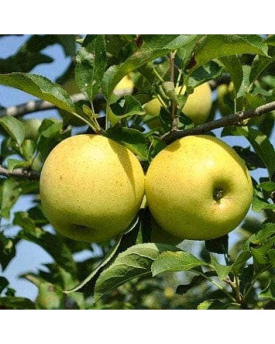 Яблуня домашня ‘Антонівка’|Malus domestica ‘Antonivka’|Яблоня домашняя ‘Антоновка’