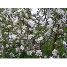 Яблуня домашня ‘Антонівка’|Malus domestica ‘Antonivka’|Яблоня домашняя ‘Антоновка’
