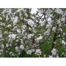 Яблуня домашня ‘Антонівка’|Malus domestica ‘Antonivka’|Яблоня домашняя ‘Антоновка’