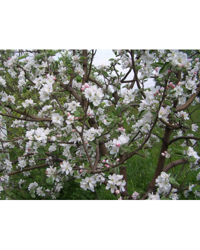 Яблуня домашня ‘Антонівка’|Malus domestica ‘Antonivka’|Яблоня домашняя ‘Антоновка’