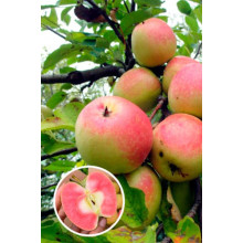 Яблуня ’Хідден Роуз’|Malus domestica ’Hidden Rose’|Яблоня ’Хидден Роуз’