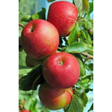 Яблуня ‘Горець’ (Джонагоред)|Malus domestica ‘Horets’ Яблоня|‘Горец’ (Джонагоред)