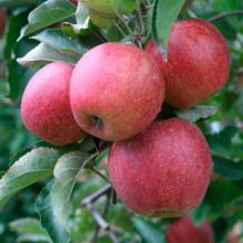 Яблуня ‘Горець’ (Джонагоред)|Malus domestica ‘Horets’ Яблоня|‘Горец’ (Джонагоред)