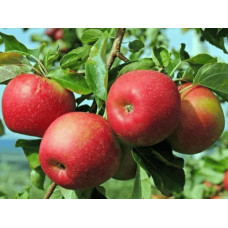 Яблуня ‘Горець’ (Джонагоред)|Malus domestica ‘Horets’ Яблоня|‘Горец’ (Джонагоред)