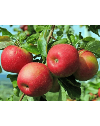 Яблуня ‘Горець’ (Джонагоред)|Malus domestica ‘Horets’ Яблоня|‘Горец’ (Джонагоред)