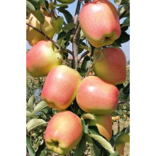 Яблуня ‘Голд Чіф’|Malus domestica ‘Gold Chief’|Яблоня ‘Голд Чиф’