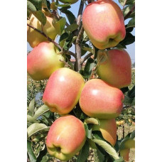 Яблуня ‘Голд Чіф’|Malus domestica ‘Gold Chief’|Яблоня ‘Голд Чиф’