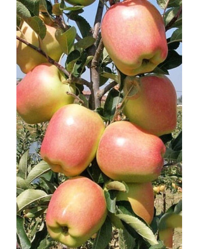 Яблуня ‘Голд Чіф’|Malus domestica ‘Gold Chief’|Яблоня ‘Голд Чиф’