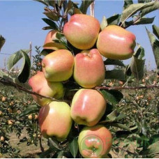 Яблуня ‘Голд Чіф’|Malus domestica ‘Gold Chief’|Яблоня ‘Голд Чиф’