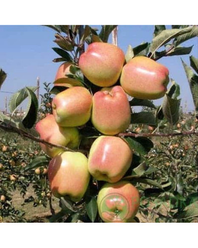 Яблуня ‘Голд Чіф’|Malus domestica ‘Gold Chief’|Яблоня ‘Голд Чиф’