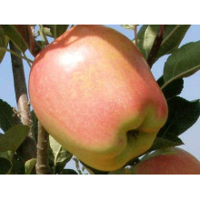 Яблуня ‘Голд Чіф’|Malus domestica ‘Gold Chief’|Яблоня ‘Голд Чиф’
