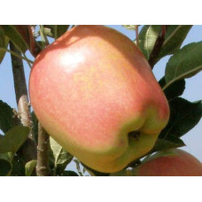 Яблуня ‘Голд Чіф’|Malus domestica ‘Gold Chief’|Яблоня ‘Голд Чиф’