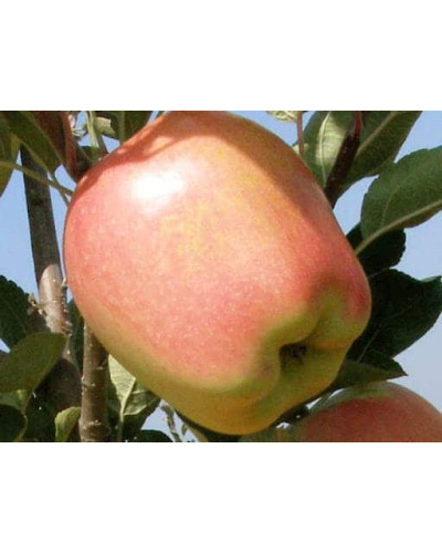 Яблуня ‘Голд Чіф’|Malus domestica ‘Gold Chief’|Яблоня ‘Голд Чиф’