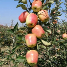 Яблуня ‘Голд Чіф’|Malus domestica ‘Gold Chief’|Яблоня ‘Голд Чиф’