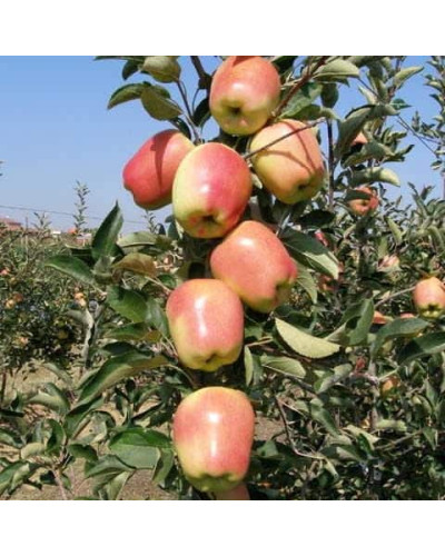 Яблуня ‘Голд Чіф’|Malus domestica ‘Gold Chief’|Яблоня ‘Голд Чиф’