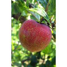 Плуот ‘Флейвор Супреме’ (гібрид абрикоса і сливи)|Pluot ‘Flavor Supreme’|Плуот ‘Флейвор Супреме’ (гибрид абрикоса и сливы)