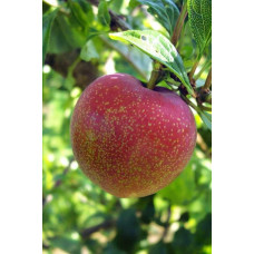 Плуот ‘Флейвор Супреме’ (гібрид абрикоса і сливи)|Pluot ‘Flavor Supreme’|Плуот ‘Флейвор Супреме’ (гибрид абрикоса и сливы)