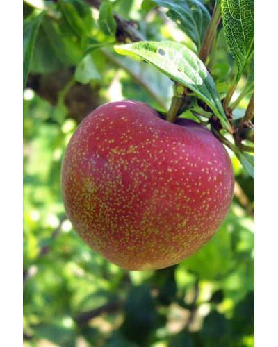 Плуот ‘Флейвор Супреме’ (гібрид абрикоса і сливи)|Pluot ‘Flavor Supreme’|Плуот ‘Флейвор Супреме’ (гибрид абрикоса и сливы)