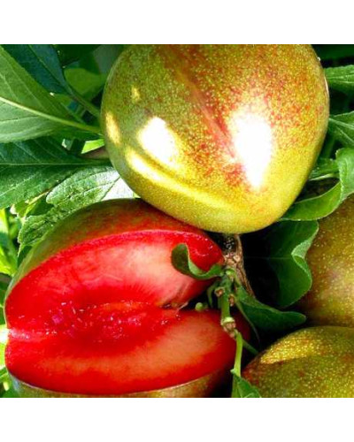 Плуот ‘Флейвор Супреме’ (гібрид абрикоса і сливи)|Pluot ‘Flavor Supreme’|Плуот ‘Флейвор Супреме’ (гибрид абрикоса и сливы)