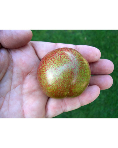 Плуот ‘Флейвор Супреме’ (гібрид абрикоса і сливи)|Pluot ‘Flavor Supreme’|Плуот ‘Флейвор Супреме’ (гибрид абрикоса и сливы)