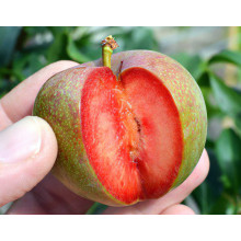 Плуот ‘Флейвор Супреме’ (гібрид абрикоса і сливи)|Pluot ‘Flavor Supreme’|Плуот ‘Флейвор Супреме’ (гибрид абрикоса и сливы)