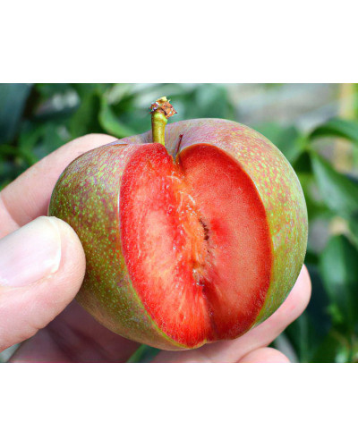 Плуот ‘Флейвор Супреме’ (гібрид абрикоса і сливи)|Pluot ‘Flavor Supreme’|Плуот ‘Флейвор Супреме’ (гибрид абрикоса и сливы)