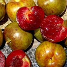 Плуот ‘Флейвор Супреме’ (гібрид абрикоса і сливи)|Pluot ‘Flavor Supreme’|Плуот ‘Флейвор Супреме’ (гибрид абрикоса и сливы)