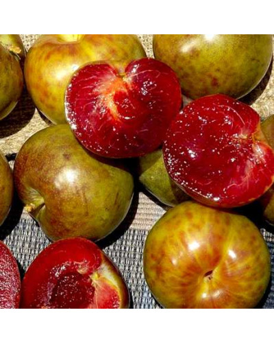 Плуот ‘Флейвор Супреме’ (гібрид абрикоса і сливи)|Pluot ‘Flavor Supreme’|Плуот ‘Флейвор Супреме’ (гибрид абрикоса и сливы)