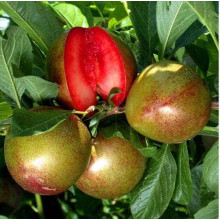 Плуот ‘Флейвор Супреме’ (гібрид абрикоса і сливи)|Pluot ‘Flavor Supreme’|Плуот ‘Флейвор Супреме’ (гибрид абрикоса и сливы)