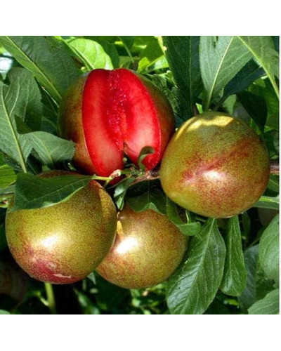 Плуот ‘Флейвор Супреме’ (гібрид абрикоса і сливи)|Pluot ‘Flavor Supreme’|Плуот ‘Флейвор Супреме’ (гибрид абрикоса и сливы)