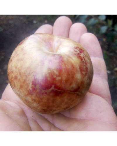 Плуот ‘Флейвор Супреме’ (гібрид абрикоса і сливи)|Pluot ‘Flavor Supreme’|Плуот ‘Флейвор Супреме’ (гибрид абрикоса и сливы)