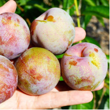 Плуот ‘Флейвор Супреме’ (гібрид абрикоса і сливи)|Pluot ‘Flavor Supreme’|Плуот ‘Флейвор Супреме’ (гибрид абрикоса и сливы)