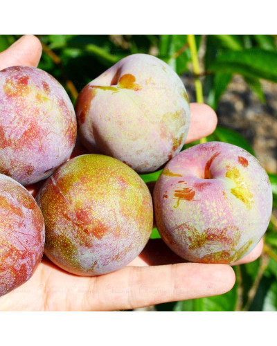 Плуот ‘Флейвор Супреме’ (гібрид абрикоса і сливи)|Pluot ‘Flavor Supreme’|Плуот ‘Флейвор Супреме’ (гибрид абрикоса и сливы)