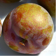 Плуот ‘Флейвор Супреме’ (гібрид абрикоса і сливи)|Pluot ‘Flavor Supreme’|Плуот ‘Флейвор Супреме’ (гибрид абрикоса и сливы)