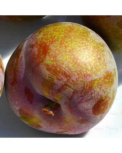 Плуот ‘Флейвор Супреме’ (гібрид абрикоса і сливи)|Pluot ‘Flavor Supreme’|Плуот ‘Флейвор Супреме’ (гибрид абрикоса и сливы)