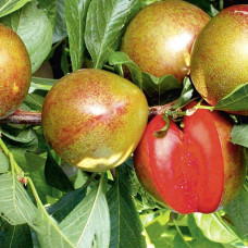 Плуот ‘Флейвор Супреме’ (гібрид абрикоса і сливи)|Pluot ‘Flavor Supreme’|Плуот ‘Флейвор Супреме’ (гибрид абрикоса и сливы)