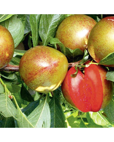 Плуот ‘Флейвор Супреме’ (гібрид абрикоса і сливи)|Pluot ‘Flavor Supreme’|Плуот ‘Флейвор Супреме’ (гибрид абрикоса и сливы)