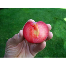 Плуот ‘Флейвор Супреме’ (гібрид абрикоса і сливи)|Pluot ‘Flavor Supreme’|Плуот ‘Флейвор Супреме’ (гибрид абрикоса и сливы)