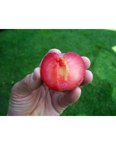 Плуот ‘Флейвор Супреме’ (гібрид абрикоса і сливи)|Pluot ‘Flavor Supreme’|Плуот ‘Флейвор Супреме’ (гибрид абрикоса и сливы)