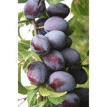 Слива домашня Амерс (пізня) | Слива домашняя Амерс (поздняя) | Prunus domestica Amers