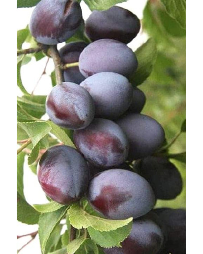 Слива домашня Амерс (пізня) | Слива домашняя Амерс (поздняя) | Prunus domestica Amers