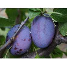Слива домашня Амерс (пізня) | Слива домашняя Амерс (поздняя) | Prunus domestica Amers