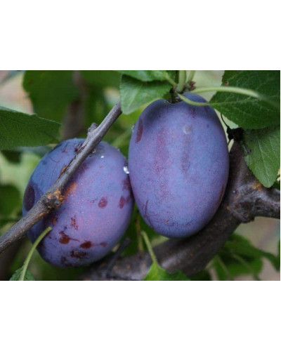 Слива домашня Амерс (пізня) | Слива домашняя Амерс (поздняя) | Prunus domestica Amers