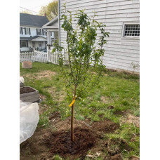 Слива домашня Амерс (пізня) | Слива домашняя Амерс (поздняя) | Prunus domestica Amers