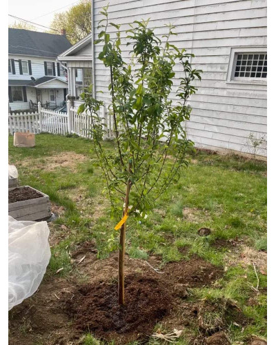 Слива домашня Амерс (пізня) | Слива домашняя Амерс (поздняя) | Prunus domestica Amers