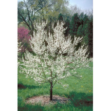 Слива домашня Амерс (пізня) | Слива домашняя Амерс (поздняя) | Prunus domestica Amers