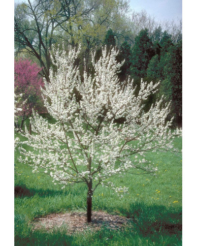Слива домашня Амерс (пізня) | Слива домашняя Амерс (поздняя) | Prunus domestica Amers