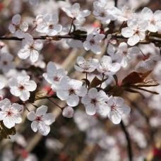 Слива домашня Амерс (пізня) | Слива домашняя Амерс (поздняя) | Prunus domestica Amers